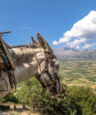 Ride a Donkey in Kelokedara